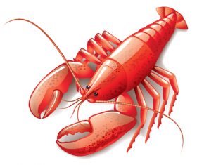 Shiny lobster illustration vectors material