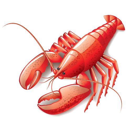 Shiny lobster illustration vectors material
