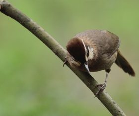 Spotted Laughingthrush Stock Photo 01