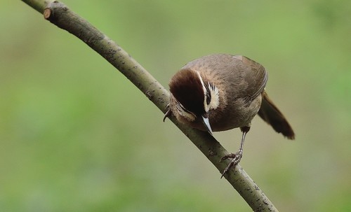 Spotted Laughingthrush Stock Photo 01