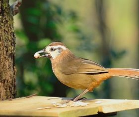 Spotted Laughingthrush Stock Photo 02