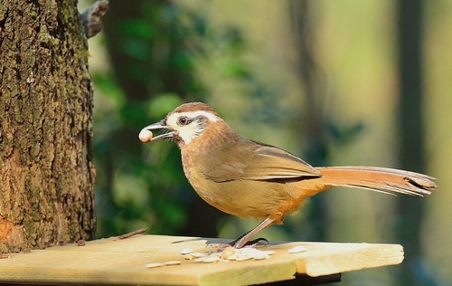 Spotted Laughingthrush Stock Photo 02