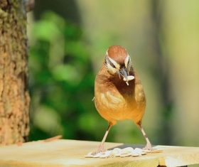 Spotted Laughingthrush Stock Photo 03