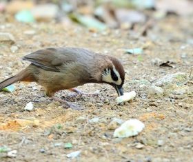 Spotted Laughingthrush Stock Photo 04