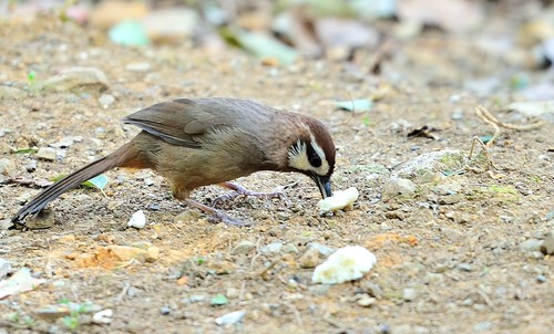 Spotted Laughingthrush Stock Photo 04