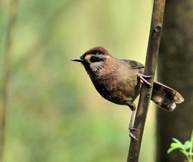 Spotted Laughingthrush Stock Photo 05