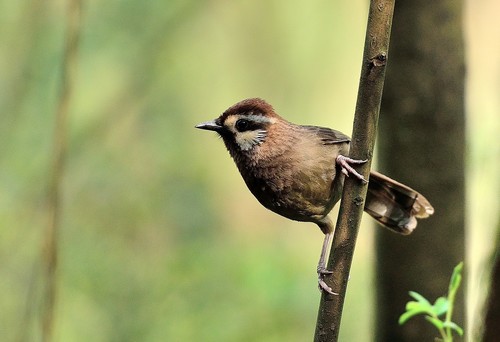 Spotted Laughingthrush Stock Photo 05