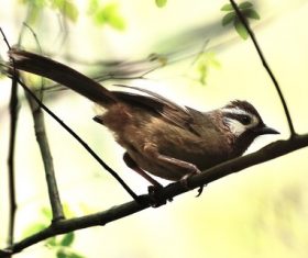 Spotted Laughingthrush Stock Photo 06