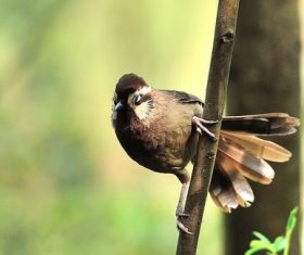 Spotted Laughingthrush Stock Photo 07