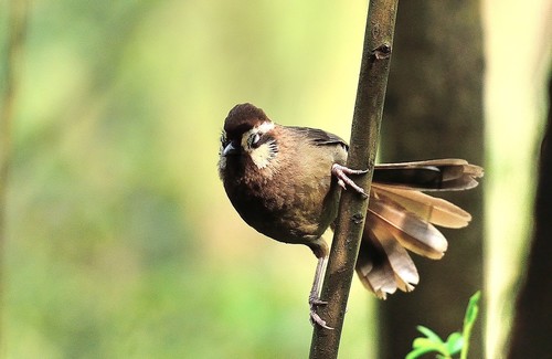 Spotted Laughingthrush Stock Photo 07