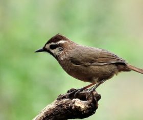 Spotted Laughingthrush Stock Photo 08