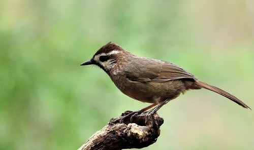 Spotted Laughingthrush Stock Photo 08