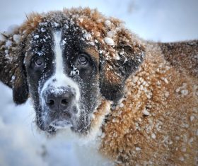 St Bernard dog in winter outdoors Stock Photo
