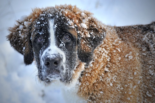 St Bernard dog in winter outdoors Stock Photo