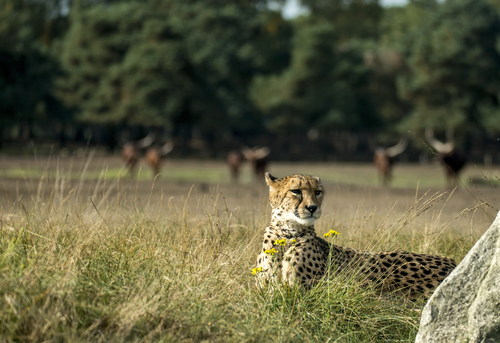 Stock Photo African Prairie Cheetah