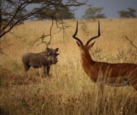 Stock Photo Antelope and wild boar confrontation