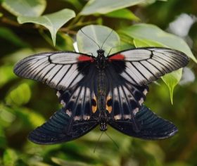 Stock Photo Beautiful dark spot butterfly