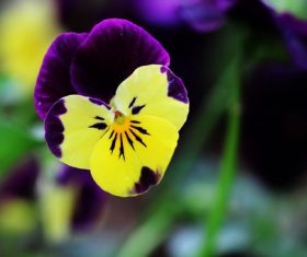 Stock Photo Beautiful pansy flowers 01