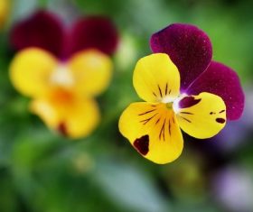 Stock Photo Beautiful pansy flowers 02