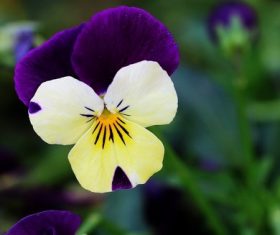 Stock Photo Beautiful pansy flowers 03