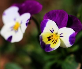 Stock Photo Beautiful pansy flowers 04