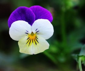 Stock Photo Beautiful pansy flowers 05