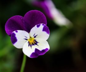 Stock Photo Beautiful pansy flowers 06