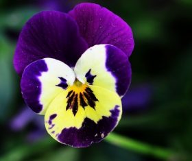 Stock Photo Beautiful pansy flowers 07