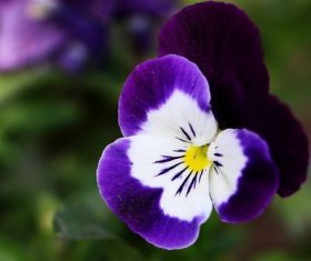 Stock Photo Beautiful pansy flowers 08