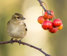 Stock Photo Birds and wild berries on the branches