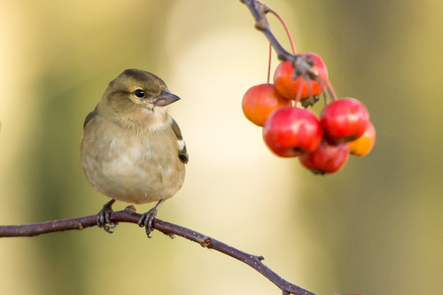 Stock Photo Birds and wild berries on the branches