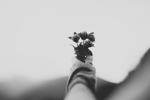 Stock Photo Black and white photo of hand holding flower