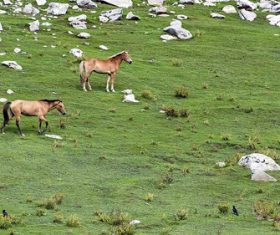 Stock Photo Brown horse on the prairie