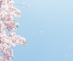 Stock Photo Capture cherry blossom falling