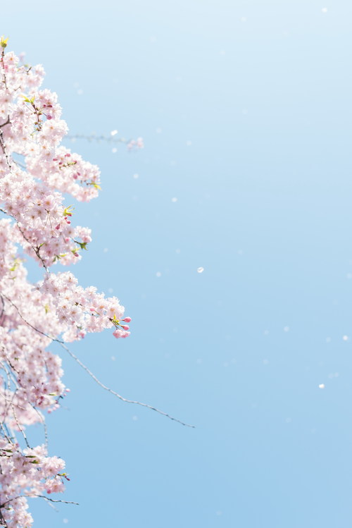 Stock Photo Capture cherry blossom falling