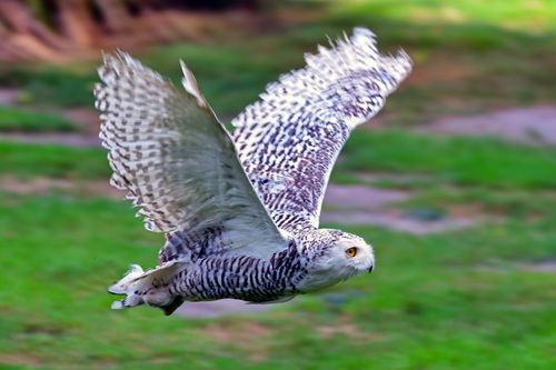 Stock Photo Capture flying owl