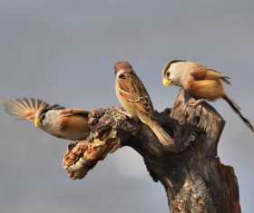 Stock Photo China Rare bird species Reed Parrotbill 01