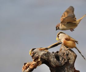 Stock Photo China Rare bird species Reed Parrotbill 02