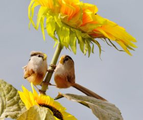 Stock Photo China Rare bird species Reed Parrotbill 03