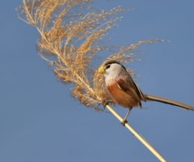 Stock Photo China Rare bird species Reed Parrotbill 04