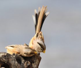 Stock Photo China Rare bird species Reed Parrotbill 05