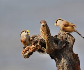 Stock Photo China Rare bird species Reed Parrotbill 06