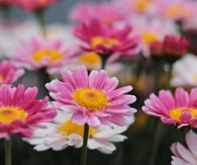 Stock Photo Colorful flowers daisy