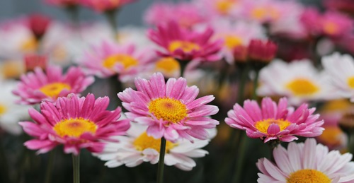 Stock Photo Colorful flowers daisy