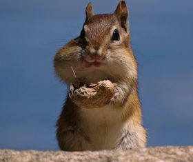 Stock Photo Cute Siberian chipmunk eating nuts