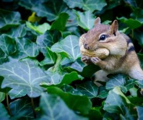 Stock Photo Cute Siberian chipmunk eating peanuts