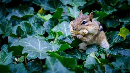 Stock Photo Cute Siberian chipmunk eating peanuts
