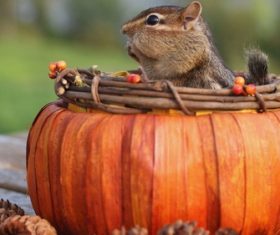 Stock Photo Cute siberian chipmunk 01