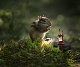Stock Photo Cute siberian chipmunk 02