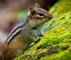 Stock Photo Cute siberian chipmunk 03